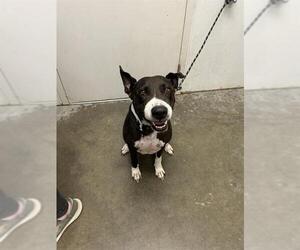 Labrador Retriever-Unknown Mix Dogs for adoption in Rosenberg, TX, USA