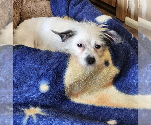 Chihuahua-Unknown Mix Dogs for adoption in Walnutport, PA, USA