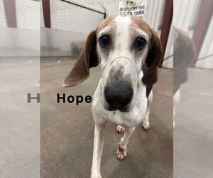 Treeing Walker Coonhound Dogs for adoption in Evansville, IN, USA