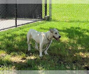 American Pit Bull Terrier-Unknown Mix Dogs for adoption in Tulsa, OK, USA