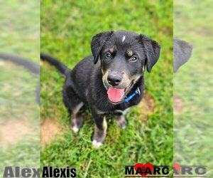 Alaskan Malamute-Retriever  Mix Dogs for adoption in Maryville, TN, USA