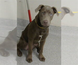 Unknown-Weimaraner Mix Dogs for adoption in Pasadena, TX, USA