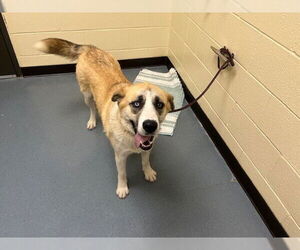 Anatolian Shepherd Dogs for adoption in Denver, CO, USA