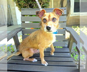 Mutt Dogs for adoption in Long Beach, CA, USA