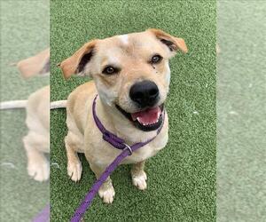 American Pit Bull Terrier-Labrador Retriever Mix Dogs for adoption in Fayetteville, NC, USA