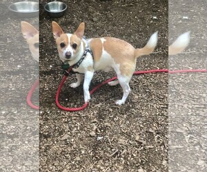 Chihuahua-Unknown Mix Dogs for adoption in Rockaway, NJ, USA