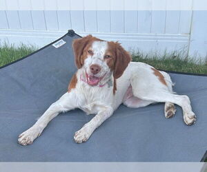 Brittany Dogs for adoption in Curwensville, PA, USA