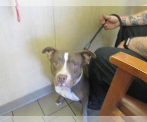 American Staffordshire Terrier Dogs for adoption in Ocala, FL, USA