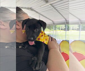 American Pit Bull Terrier-Labrador Retriever Mix Dogs for adoption in Cromwell, KY, USA