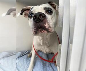 Mutt Dogs for adoption in Sanford, FL, USA