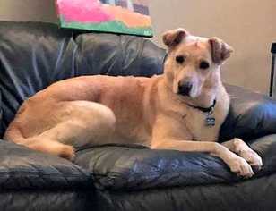 Golden Retriever Dogs for adoption in Durham, NC, USA