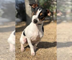Rat Terrier Dogs for adoption in PIPE CREEK, TX, USA