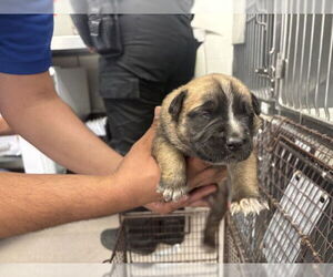 German Shepherd Dog-Unknown Mix Dogs for adoption in San Bernardino, CA, USA