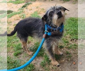 Miniature Schnauzer-Unknown Mix Dogs for adoption in Long Beach, CA, USA
