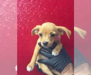Chihuahua-Unknown Mix Dogs for adoption in Visalia, CA, USA