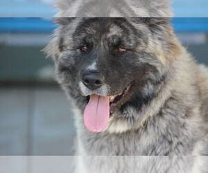 Akita Dogs for adoption in Santa Clarita, CA, USA