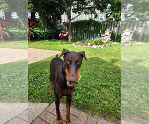 Doberman Pinscher Dogs for adoption in Minneaoplis, MN, USA