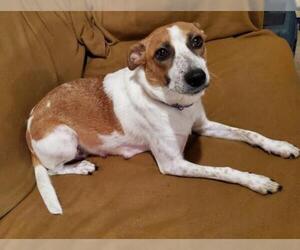 Jack Russell Terrier Dogs for adoption in Brooklyn Center, MN, USA