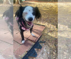 Chihuahua-Unknown Mix Dogs for adoption in Las Vegas, NV, USA