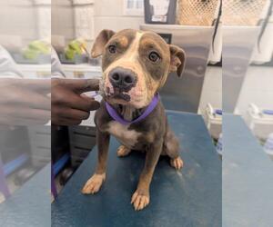 American Bulldog-Unknown Mix Dogs for adoption in Mobile, AL, USA