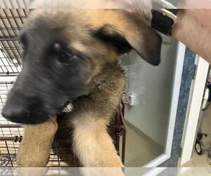 German Shepherd Dog Dogs for adoption in Long Beach, CA, USA