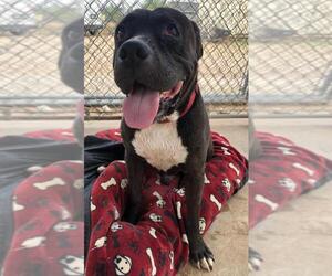 American Pit Bull Terrier Dogs for adoption in Tonopah, AZ, USA