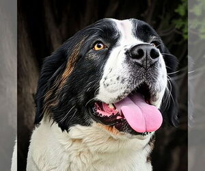 Saint Bernard Dogs for adoption in Albuquerque, NM, USA