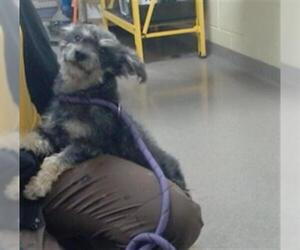 Dachshund-Poodle (Toy) Mix Dogs for adoption in Denver, CO, USA