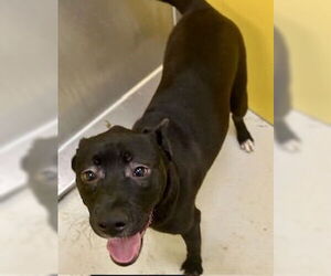 Mutt Dogs for adoption in Pampa, TX, USA