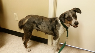 Catahoula Leopard Dog Dogs for adoption in Mount, vernon, AR, USA
