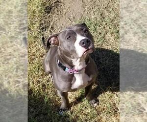 American Staffordshire Terrier Dogs for adoption in danville, CA, USA