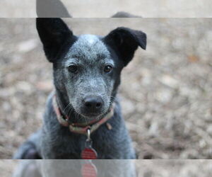 Mutt Dogs for adoption in Paso Robles, CA, USA