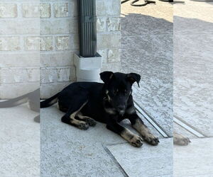 Mutt Dogs for adoption in The Woodlands, TX, USA