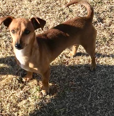 Medium Photo #1 Dachshund-Unknown Mix Puppy For Sale in Prague, OK, USA