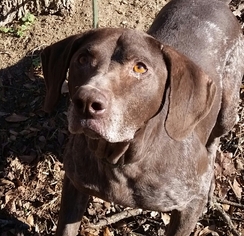 German Shorthaired Pointer Dogs for adoption in Thomasville, NC, USA