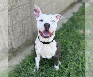 American Pit Bull Terrier-Unknown Mix Dogs for adoption in Modesto, CA, USA