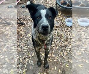 Australian Cattle Dog-Unknown Mix Dogs for adoption in Woodland, CA, USA