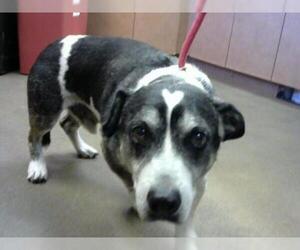 Beagle Dogs for adoption in Sacramento, CA, USA