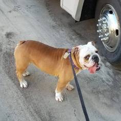 Bulldog Dogs for adoption in Diana, TX, USA