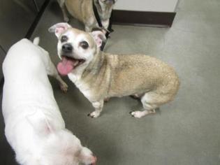 Medium Photo #1 Chihuahua Puppy For Sale in Colfax, IL, USA