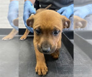 American Pit Bull Terrier-Unknown Mix Dogs for adoption in San Bernardino, CA, USA