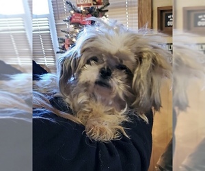 Shih Tzu Dogs for adoption in Pottstown, PA, USA