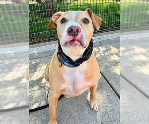Staffordshire Bull Terrier Dogs for adoption in Sacramento, CA, USA