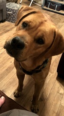 Boxador Dogs for adoption in Dallas, TX, USA