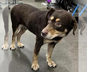German Shepherd Dog-Unknown Mix Dogs for adoption in Forestville, MD, USA