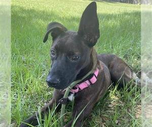 Dutch Shepherd -Unknown Mix Dogs for adoption in Fort Lauderdale, FL, USA