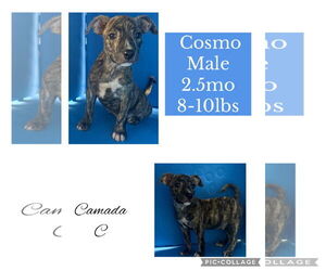 Chihuahua-Whippet Mix Dogs for adoption in Virginia Beach, VA, USA