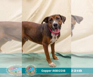 Labrador Retriever-Unknown Mix Dogs for adoption in Mobile, AL, USA