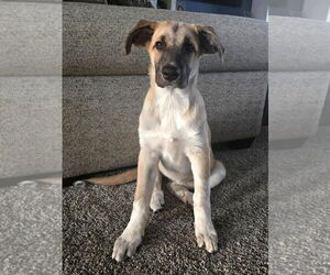 Border Collie-Great Pyrenees Mix Dogs for adoption in LAKE ST LOUIS, MO, USA