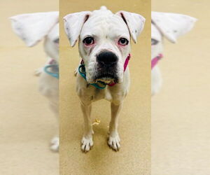 Boxer Dogs for adoption in Derwood, MD, USA